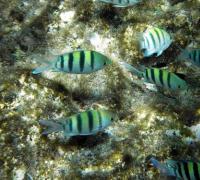 Подводный мир красного моря - виды рыб